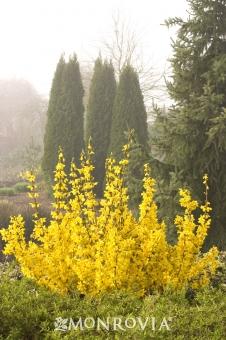 Buy Forsythia Magical Gold in San Jose, CA