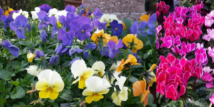 flowers