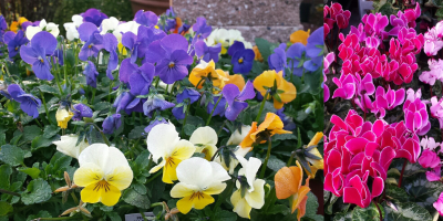 flowers