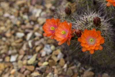 Understanding Xeriscaping with Payless Hardware and Rockery