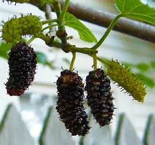 PERSIAN-MULBERRY-TREE-2T