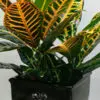 Croton
