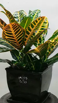 Croton