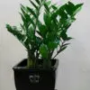 ZZ Plant