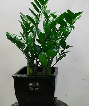 ZZ Plant