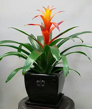 Bromeliad