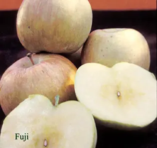 fuji