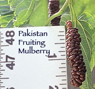 pakistan_fruit_mulberry