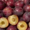 sweet_treat_pluerry