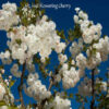 Mt_Fuji_flowering_cherry_0