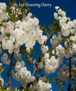 Mt_Fuji_flowering_cherry_0