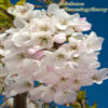 akebono_flowering_cherry_1