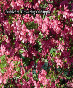 crab-prairiefire_flowering