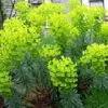 euphorbias