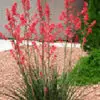 hesperaloe