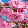 kwanzan_flowering_cherry_1