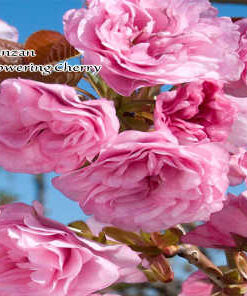 kwanzan_flowering_cherry_1