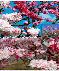 peppermint_flowering_peach