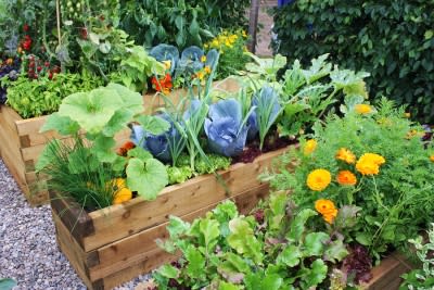 Steps for Creating a Vegetable Garden