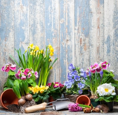 Garden Maintaining Tips for Summer by Payless Hardware & Rockery