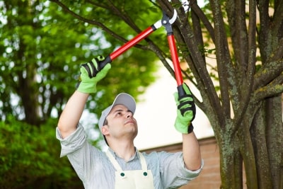 tree trimming