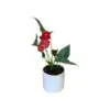 Anthurium flamingo flower laceleaf painter's palette tailflower