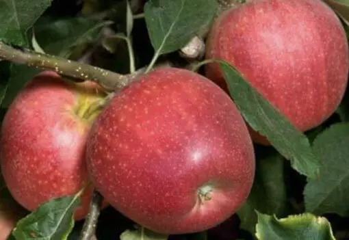 Gala Apple