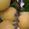 Autumn Global Apricot