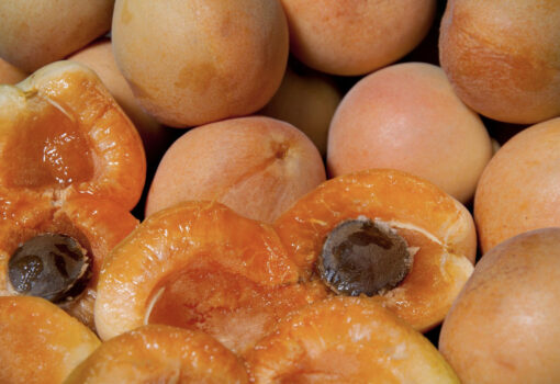 Blenheim Apricot