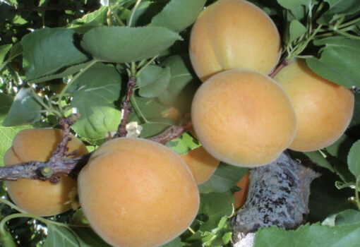 Moorpark Apricot