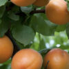 Tomcot Apricot