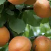 Tomcot Apricot