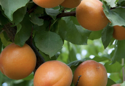 Tomcot Apricot