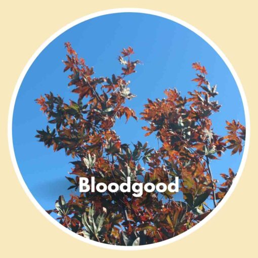 Bloodgood Japanese Maple Tree - close up