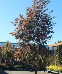 Bloodgood Japanese Maple Tree