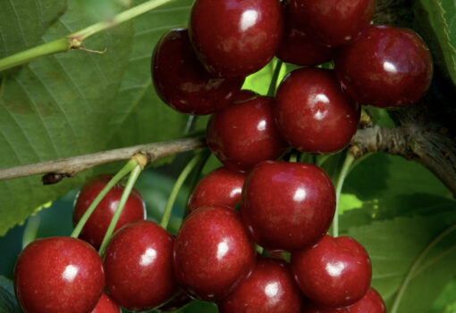 Bing Cherry