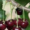 Black Tartarian Cherry