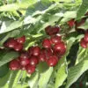 Minnie Cherry