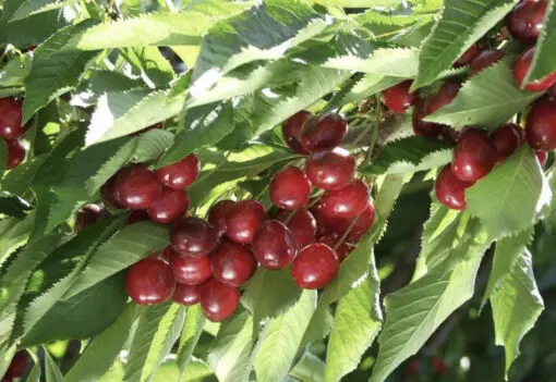 Minnie Cherry