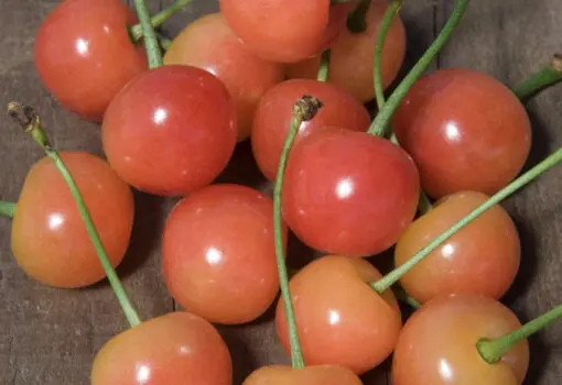 Montmorency Cherry