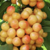 Rainier Cherry