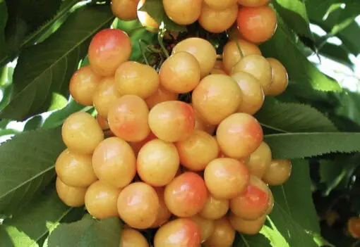 Rainier Cherry
