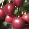 Royal Lee Cherry