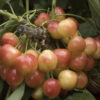 Royal Rainier Cherry