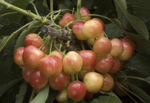 Royal Rainier Cherry