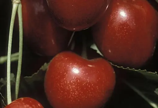 Stella Cherry
