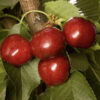 Utah Giant Cherry