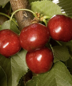 Utah Giant Cherry