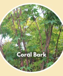 Coral Bark Japanese Maple Tree - close up