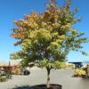 Coral Bark Japanese Maple Tree